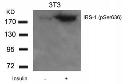 IRS1, p Ser636 Antibody, Novus Biologicals 0.025 mL; Unconjugated:Antibodies,
